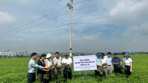 Đánh giá mô hình thâm canh hàng hóa giống lạc L29 tại huyện Yên Mô