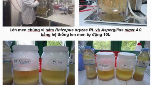 Nghiên cứu quy trình công nghệ sản xuất chế phẩm axít hữu cơ từ vi sinh vật bổ sung vào thức ăn chăn nuôi phục vụ nuôi trồng thủy sản