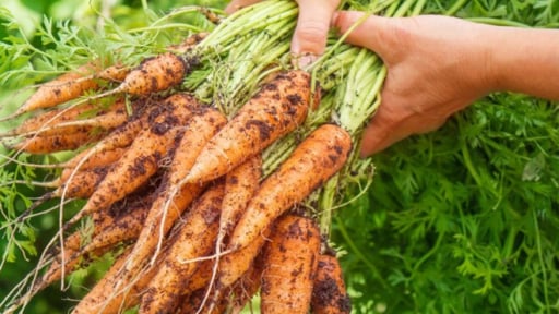 Cứ tưởng trồng chỉ để lấy củ, không ngờ lá của cây này cũng là 'kho báu', nay thành đặc sản có hương vị lạ, tốt cho sức khỏe