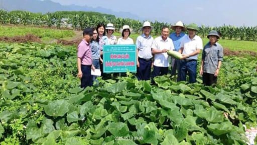 Mô hình canh tác giống bí đỏ Mật Sao 2 gắn với tiêu thụ sản phẩm trong vụ xuân hè tại Ninh Bình