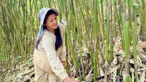 Ứng dụng khoa học công nghệ phát triển nguồn lợi măng vót