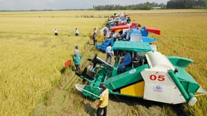 Giảm thất thoát sau thu hoạch ở Đồng bằng sông Cửu Long: Cần cú hích từ khoa học công nghệ Giảm thất thoát sau thu hoạch ở Đồng bằng sông Cửu Long: Cần cú hích từ khoa học công nghệ