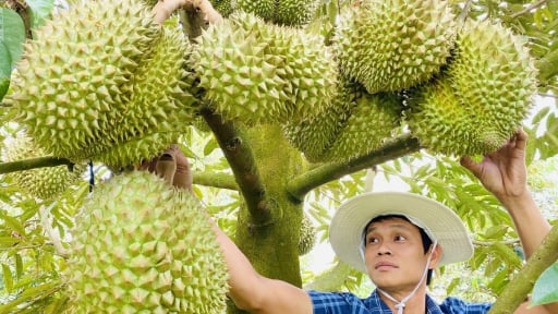 Việt Nam xuất khẩu sầu riêng đông lạnh tăng mạnh