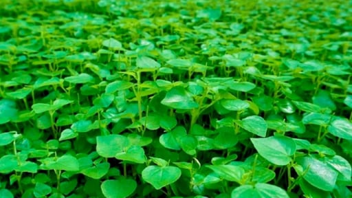 Nghề lạ ở Việt Nam: Cây mọc hàng rào mang về trồng 45 ngày là thu hoạch, thành đặc sản nổi tiếng, dân hái bán quanh năm