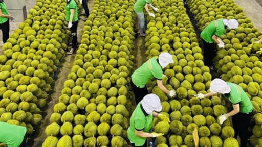 Nông sản bứt phá xuất khẩu: Cà phê, trái cây và bài toán chất lượng bền vững