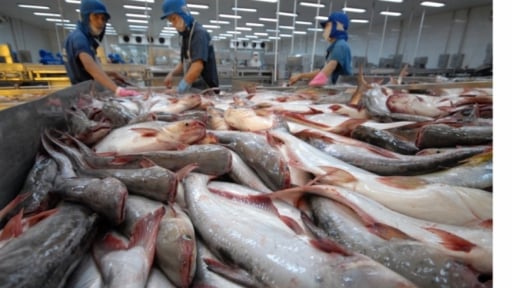 Xuất khẩu cá tra Việt Nam vượt mốc 1 tỷ USD trong nửa đầu năm 2025