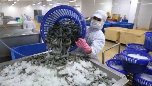 Ngành tôm trước ba thách thức lớn: Cơ hội bứt phá cuối năm 2025