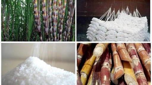 Nghiên cứu hỗ trợ doanh nghiệp mía đường duy trì sản xuất bền vững
