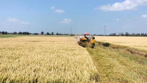 Hướng dẫn doanh nghiệp tìm kiếm mở rộng thị trường mới để ổn định giá lúa, hỗ trợ nông dân