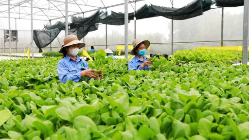 Sản xuất theo tiêu chuẩn VietGAP nhằm nâng cao chất lượng nông sản
