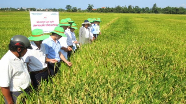 Hiệu quả cánh đồng mẫu sản xuất lúa chất lượng