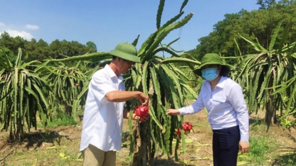 Quảng Ninh quản lý mã số vùng trồng: 'Giấy thông hành về chất lượng' cho nông sản