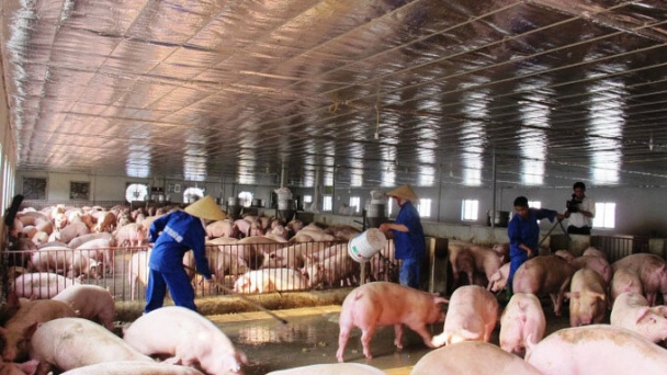Giá thịt lợn giảm mạnh từ chuồng tới chợ dịp cuối năm