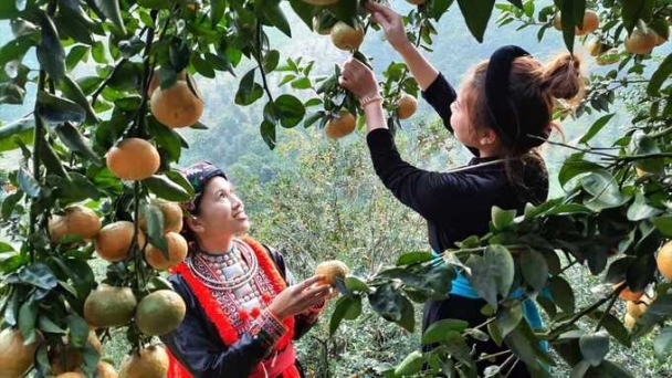 Tuyên Quang: Mở đầu ra cho sản phẩm của bà con dân tộc thiểu số