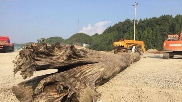 Đào đất công trường, nhóm công nhân đào được khúc gỗ khổng lồ: Thuộc loại gỗ vô cùng quý hiếm, có độ dài lên đến 20m