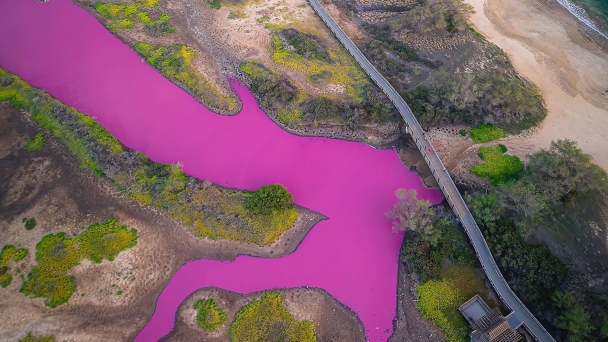 Hồ nước biến thành màu hồng cánh sen chỉ vì một lý do