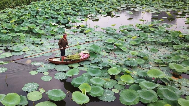 Quận ít phường nhất Hà Nội tìm người thuê 35.000m2 đất trồng sen, giá rẻ 'bất ngờ'