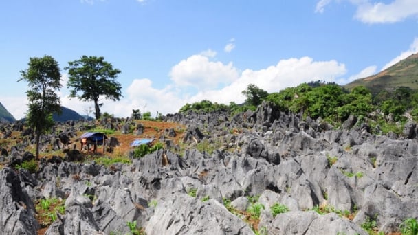 Khám phá vùng cao nguyên đá được ví như ‘Sa Pa thu nhỏ’ nằm ở độ cao 1.400m, cách TP. Điện Biên Phủ 130km