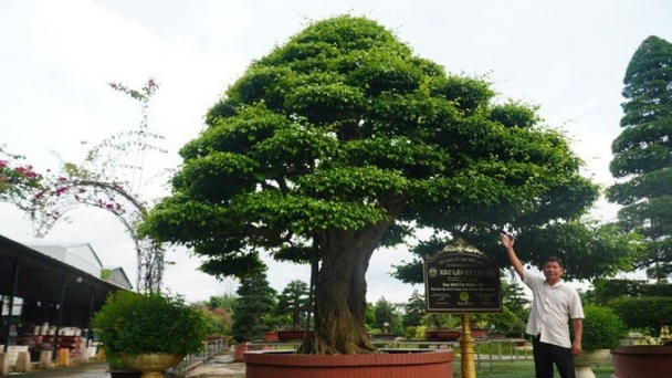 Loại cây bonsai nằm trong bộ Tứ Linh ở Việt Nam giá hơn chục tỷ đồng, ngang bằng 8 mảnh đất