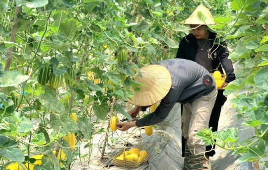 Hà Nội: Nhiều mô hình khuyến nông theo hướng hữu cơ, VietGAP