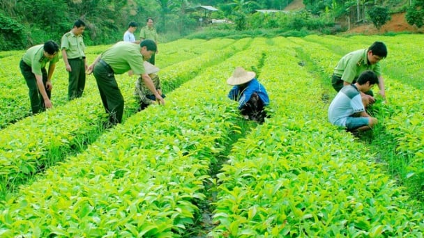 Cao Bằng nâng cao chất lượng cây giống để phát triển bền vững của ngành lâm nghiệp