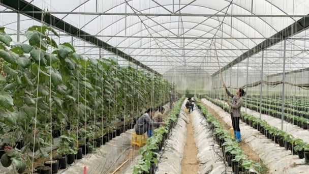 Cao Bằng ứng dụng khoa học công nghệ để tạo bước đột phá về năng suất, chất lượng nông sản