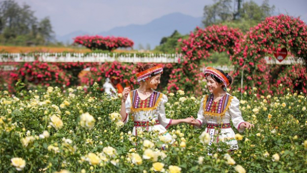 Lễ hội hoa hồng lớn nhất Việt Nam tại Fansipan Sa Pa sẽ quy tụ nhiều loại hồng quý hiếm