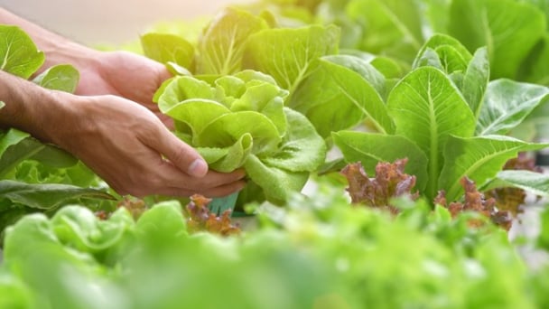 Tiêu chuẩn VietGAP đảm bảo chất lượng sản phẩm, nâng cao uy tín doanh nghiệp