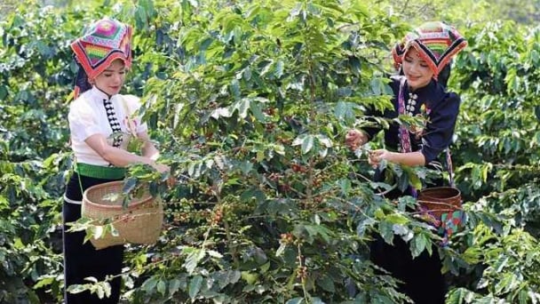 Sơn La đẩy mạnh truy xuất nguồn gốc, hướng đến phát triển ngành cà phê đạt tiêu chuẩn quốc tế