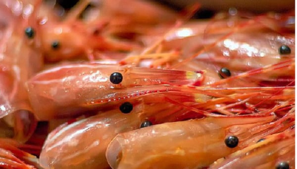 TCVN 13658:2023 về chitosan có nguồn gốc từ tôm