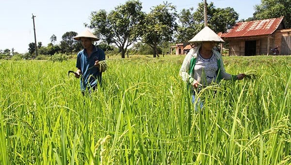 Lâm Đồng: Xây dựng vùng lúa năng suất, chất lượng cao