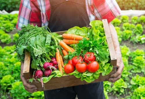 Nông nghiệp hữu cơ: Hành trình kiến tạo niềm tin từ những nguyên tắc bền vững