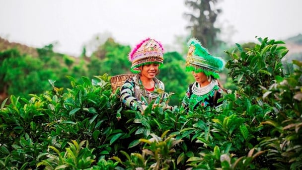 Chè Shan Tuyết Suối Giàng: Từ đỉnh non thiêng vươn ra biển lớn