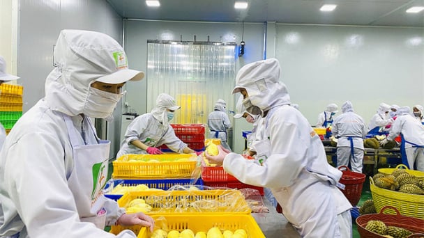Quy trình kiểm soát an toàn thực phẩm đối với quả sầu riêng xuất khẩu