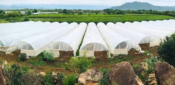 AIG vừa chi 214 tỷ đồng để mua 7,135 triệu cổ phiếu “vua nha đam” GC Food