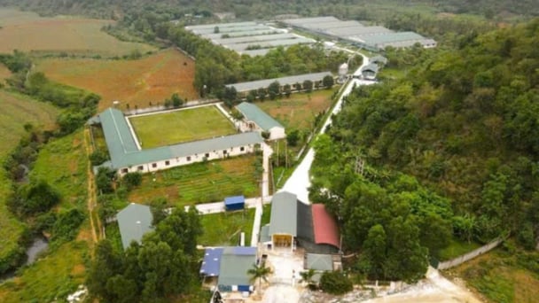Thanh Hóa xử phạt doanh nghiệp chăn nuôi xả thải vượt quy chuẩn