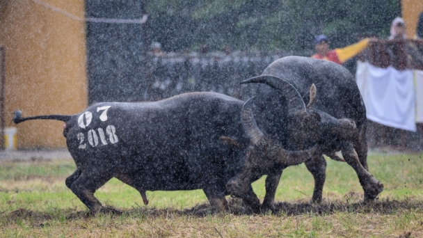 Công tác an ninh được siết chặt tại Lễ hội chọi trâu Đồ Sơn 2018