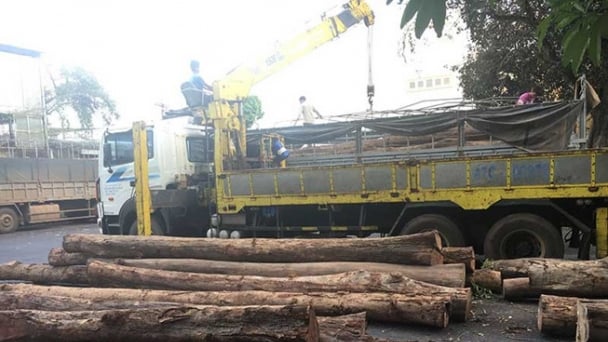 Đắk Lắk: Bắt 5 xe chở gỗ lậu vượt tải