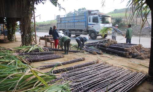 'Mía đắng' lại xuất hiện ở Hòa Bình