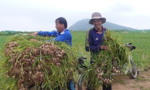 Hành, tỏi Lý Sơn có cần cứu giúp?