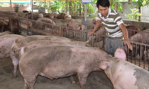 Sử dụng chất cấm để 'làm đẹp' đàn heo