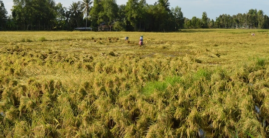 Chủ tịch Hội Nông dân xã bị bắt vì ăn chặn tiền chính sách