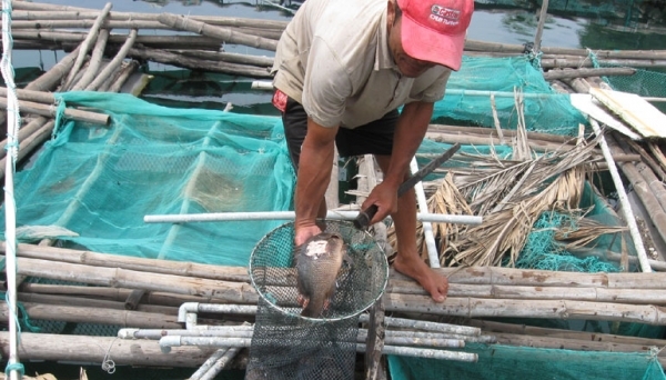 Phú Yên: Hàng loạt hộ dân điêu đứng vì cá chết