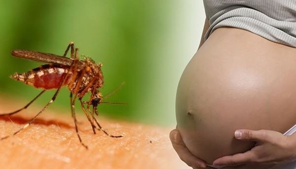 Virus Zika có nguy cơ bùng phát thành dịch trong cộng đồng