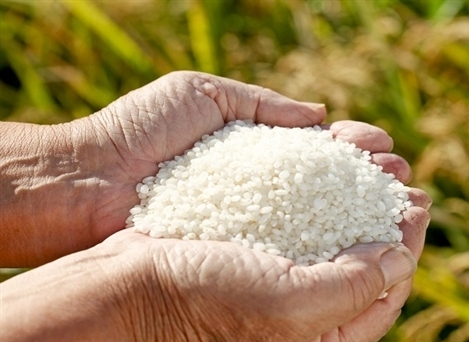 Tồn kho gần 956.000 tấn gạo