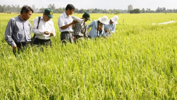 Canh tác lúa thông minh, người dân hưởng lợi