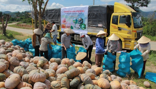 Lotte Mart chung tay giải cứu bí đỏ cho nông dân Đắk Lắk