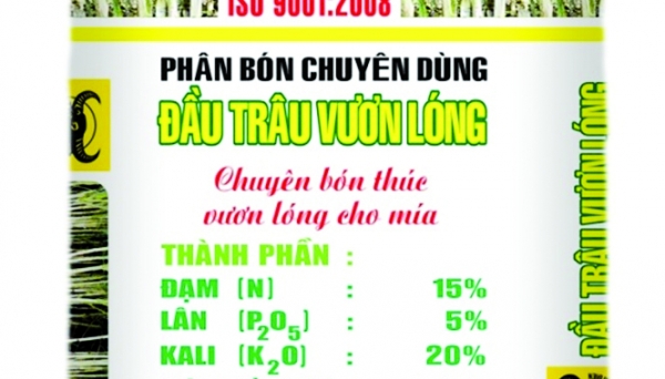 Trồng mía vẫn có lãi trước bài toán khó năng suất