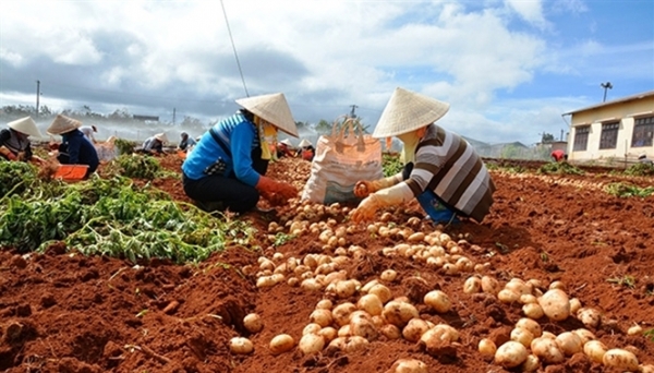 Giải pháp nâng cao giá trị khoai tây Đà Lạt