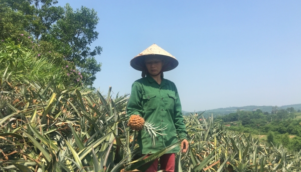 Thanh Hóa: Nông dân trồng dứa “điêu đứng” vì giá dứa xuống thấp kỷ lục